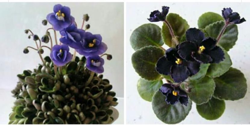 IMG-20170501-WA0347 - COLECTIE VIRTUALA violete