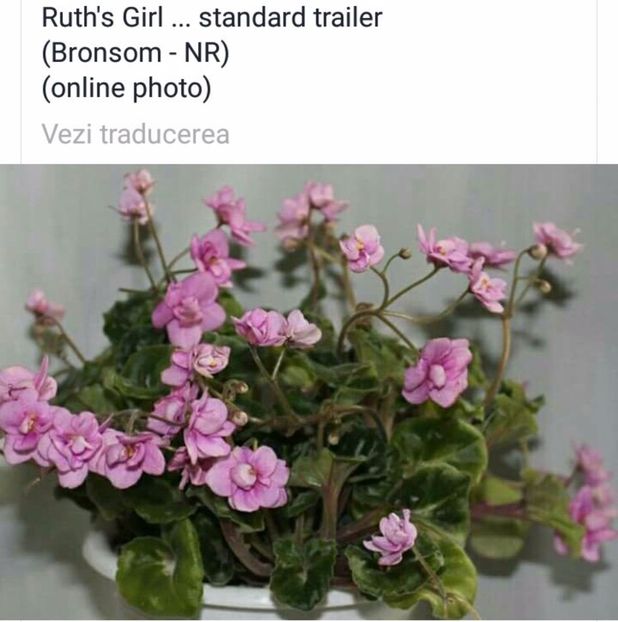 IMG-20170501-WA0346 - COLECTIE VIRTUALA violete