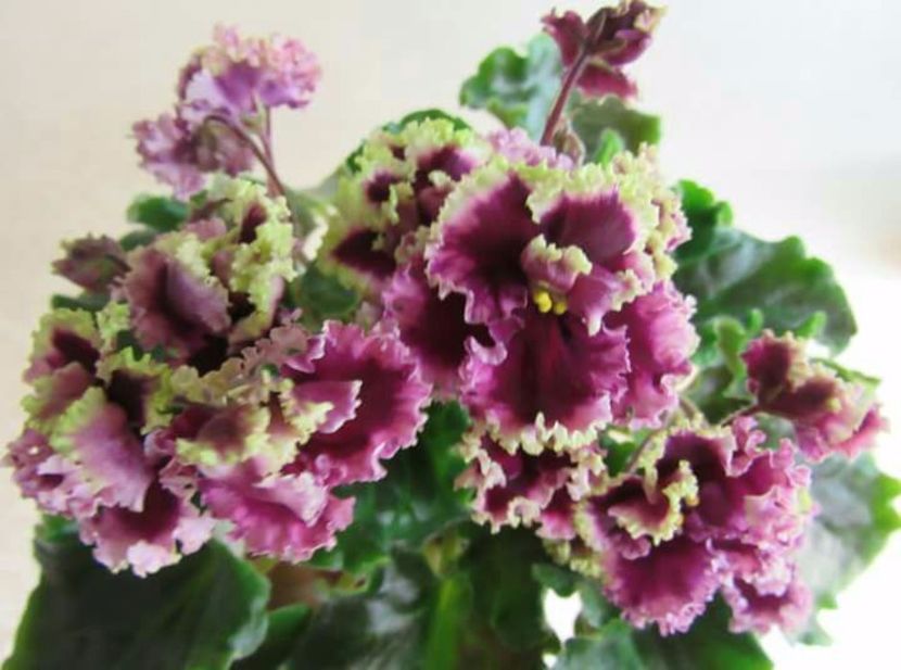 IMG-20170501-WA0344 - COLECTIE VIRTUALA violete