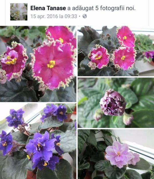 IMG-20170501-WA0341 - COLECTIE VIRTUALA violete