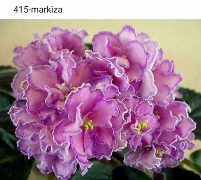 IMG-20170501-WA0340 - COLECTIE VIRTUALA violete