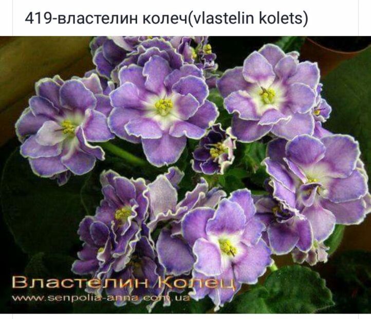 IMG-20170501-WA0339 - COLECTIE VIRTUALA violete