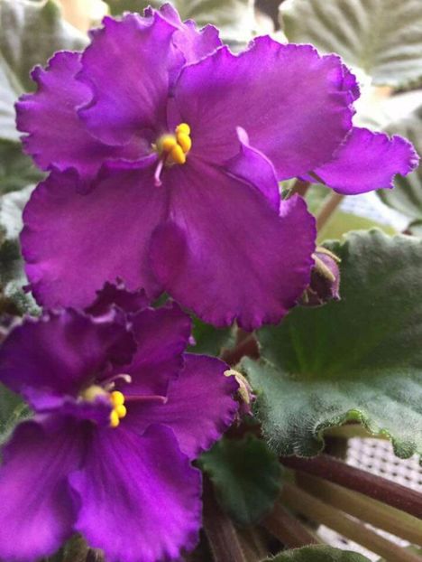 IMG-20170501-WA0338 - COLECTIE VIRTUALA violete