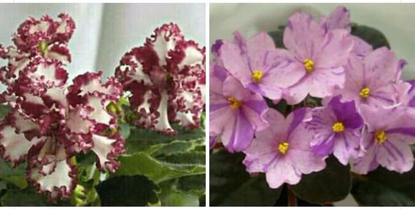 IMG-20170501-WA0337 - COLECTIE VIRTUALA violete