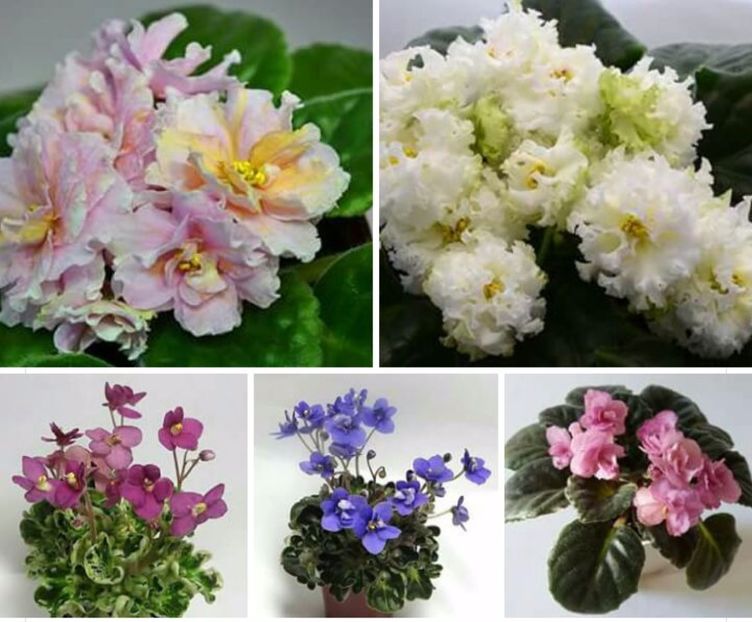 IMG-20170501-WA0334 - COLECTIE VIRTUALA violete