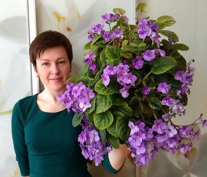 IMG-20170501-WA0333 - COLECTIE VIRTUALA violete