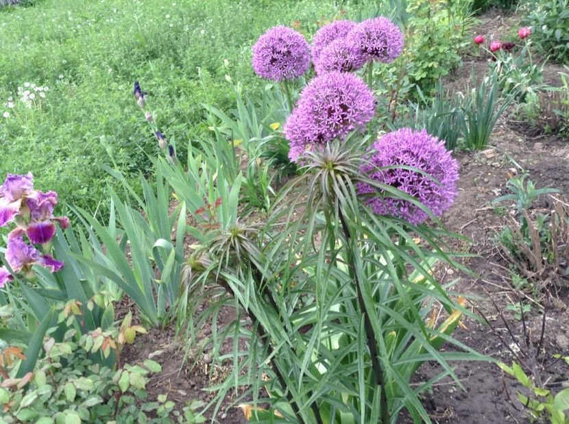 image - Primavara 2017