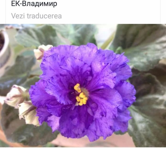 IMG-20170501-WA0331 - COLECTIE VIRTUALA violete