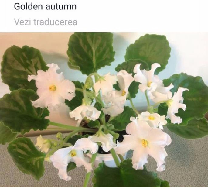 IMG-20170501-WA0322 - COLECTIE VIRTUALA violete