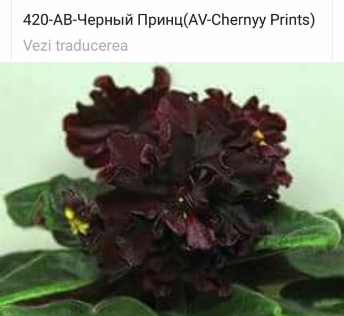 IMG-20170501-WA0317 - COLECTIE VIRTUALA violete