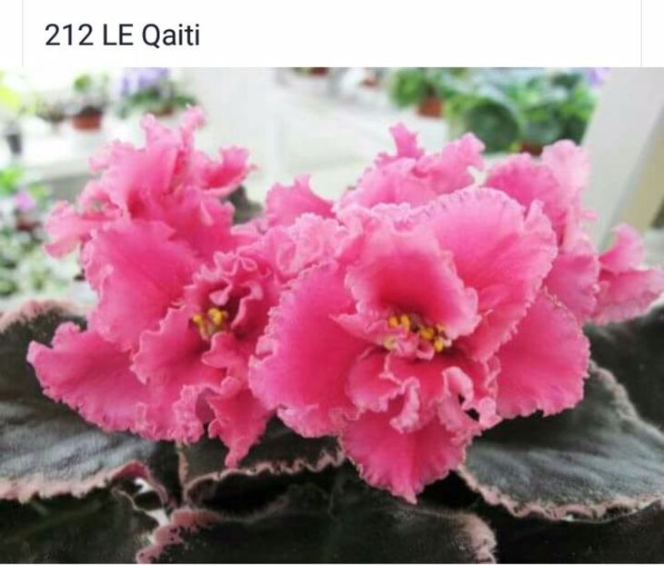 IMG-20170501-WA0310 - COLECTIE VIRTUALA violete