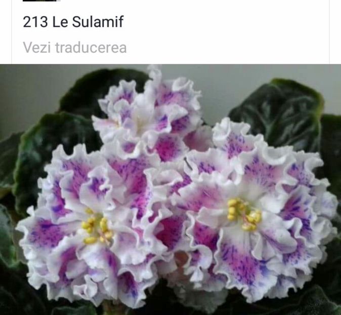 IMG-20170501-WA0307 - COLECTIE VIRTUALA violete