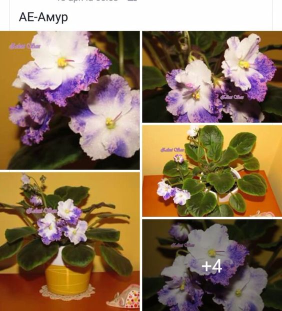 IMG-20170501-WA0305 - COLECTIE VIRTUALA violete