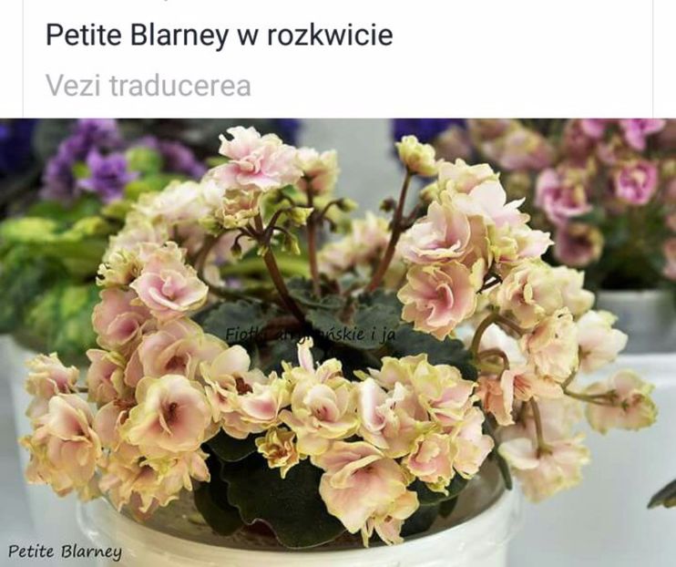 IMG-20170501-WA0304 - COLECTIE VIRTUALA violete