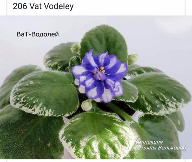 IMG-20170501-WA0302 - COLECTIE VIRTUALA violete