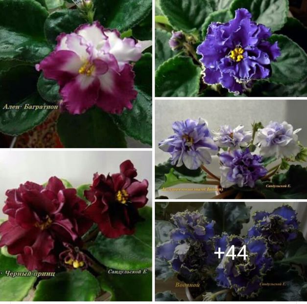 IMG-20170501-WA0301 - COLECTIE VIRTUALA violete