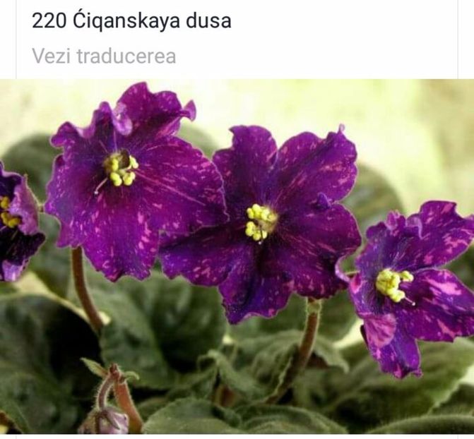 IMG-20170501-WA0300 - COLECTIE VIRTUALA violete