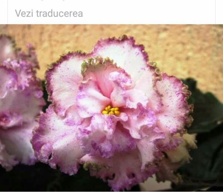 IMG-20170501-WA0296 - COLECTIE VIRTUALA violete