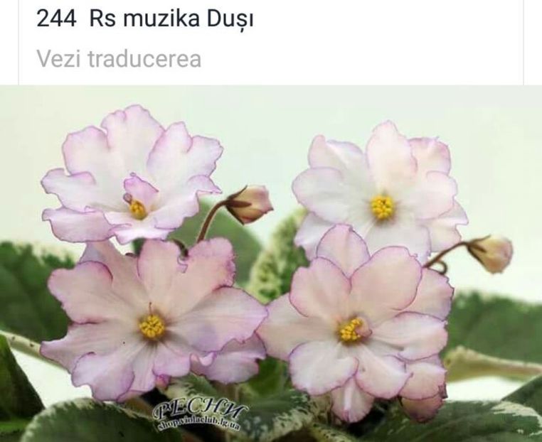 IMG-20170501-WA0285 - COLECTIE VIRTUALA violete