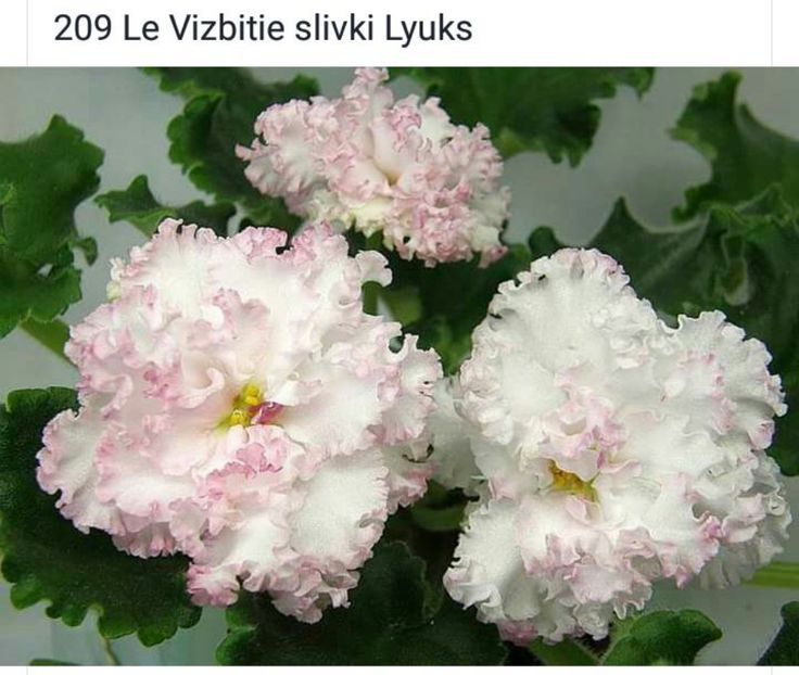 IMG-20170501-WA0276 - COLECTIE VIRTUALA violete