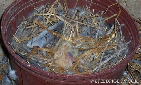 2_Day_Old_baby_racing_pigeon - evolutia unui pui de voiajor in 31 zile