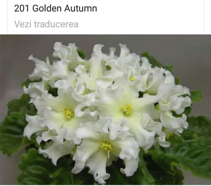 IMG-20170501-WA0266 - COLECTIE VIRTUALA violete