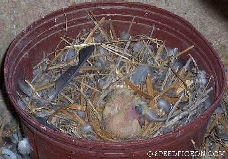 3_Day_Old_baby_racing_pigeon - evolutia unui pui de voiajor in 31 zile