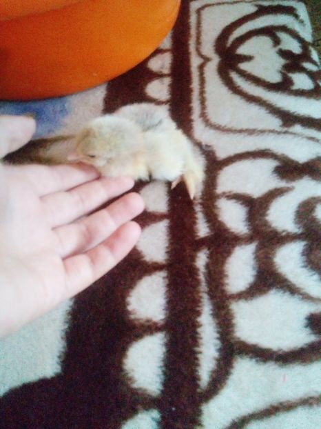 Inceputul.... - Gaini brahma pt 2017