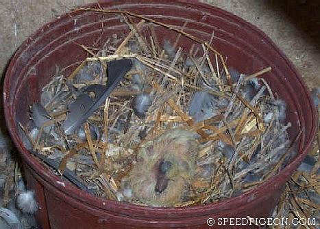 4_Day_Old_baby_racing_pigeon - evolutia unui pui de voiajor in 31 zile