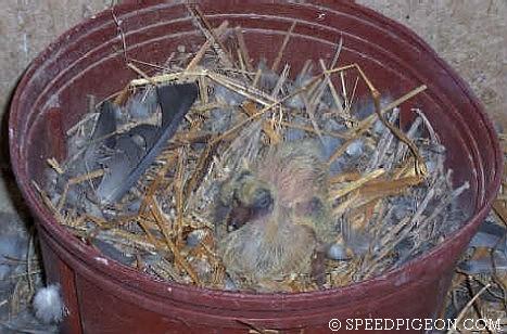 5_Day_Old_baby_racing_pigeon - evolutia unui pui de voiajor in 31 zile