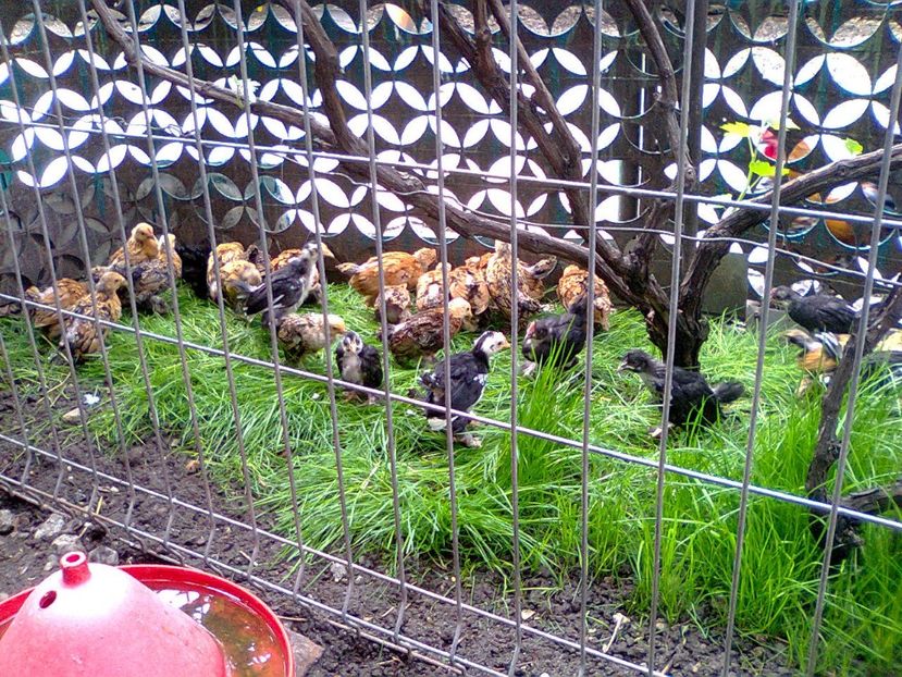 Fotografie2583 - seria 2