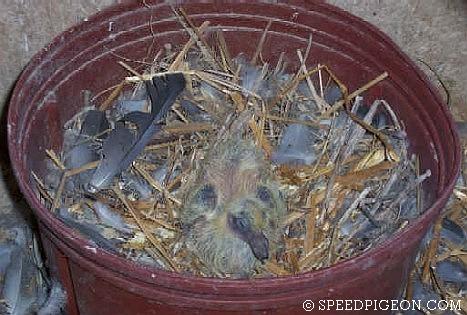 6_Day_Old_baby_racing_pigeon - evolutia unui pui de voiajor in 31 zile