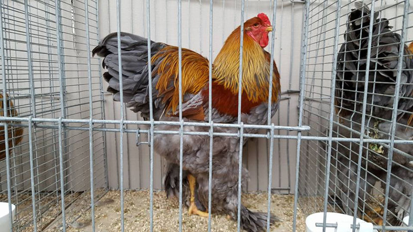 Germania - BRAHMA CLUB ROMANIA Facebook