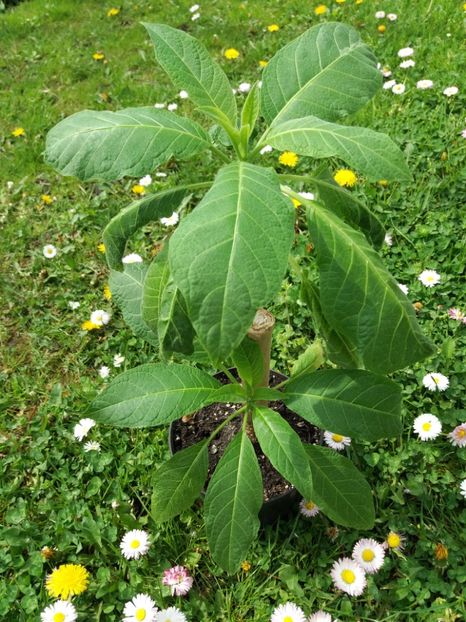  - BRUGMANSIA galbena