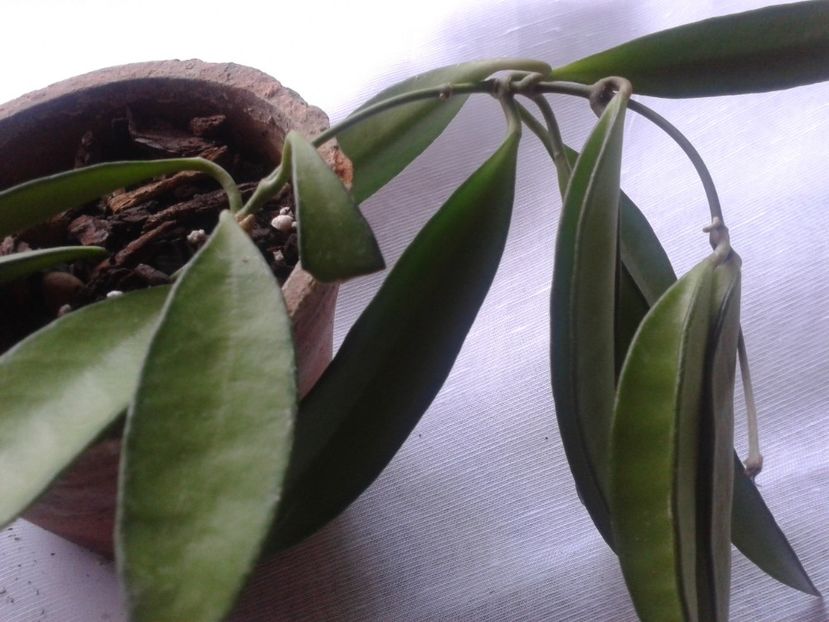 Fotografie0891 - hoya2 si alte plante primite