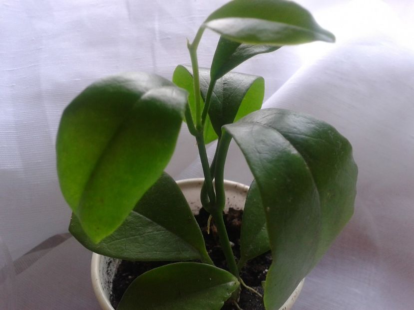 Fotografie0890 - hoya2 si alte plante primite