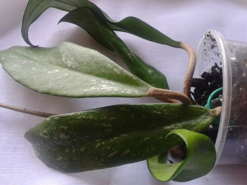 Fotografie0886_1 - hoya2 si alte plante primite