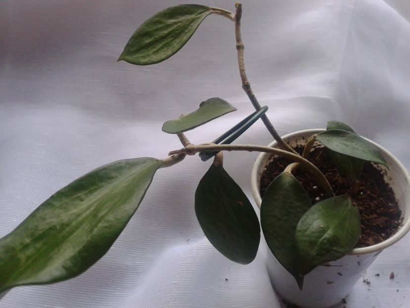 Fotografie0884_1 - hoya2 si alte plante primite