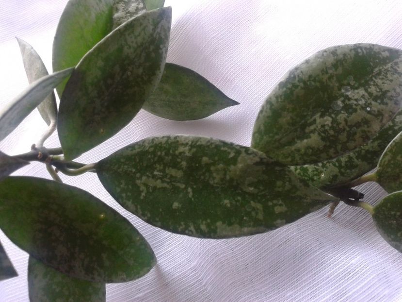 Fotografie0883 - hoya2 si alte plante primite