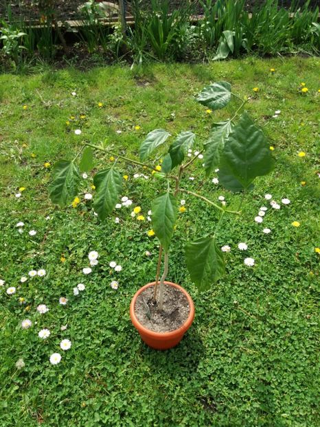  - Rosu involt-pierdut