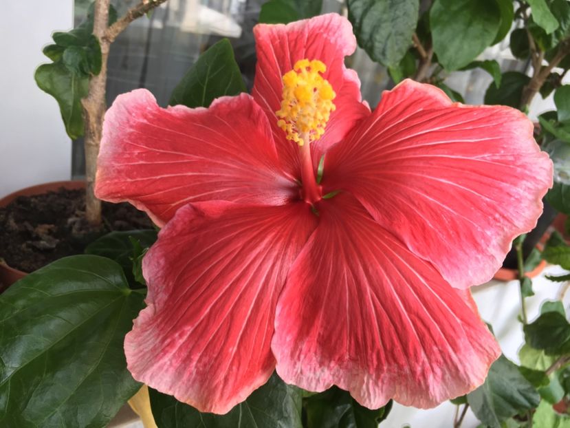 01.05.2017 - Tahitian Marvel