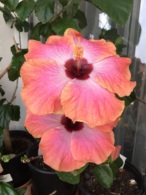 01.05.2017 - Rum Runner