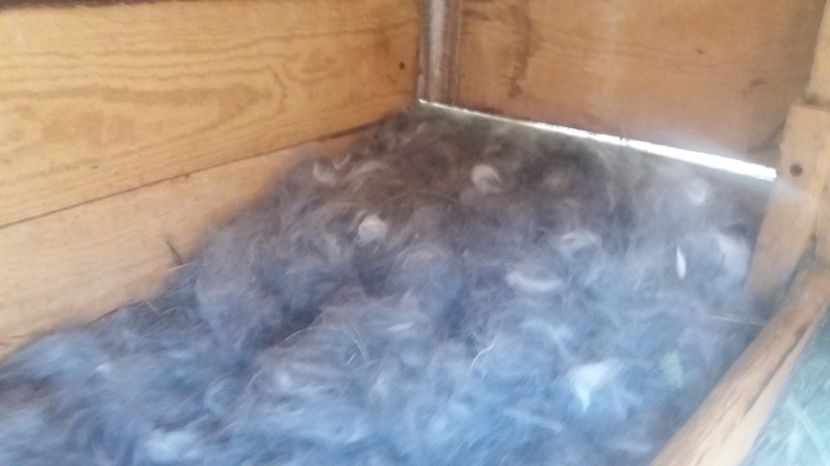  - Fatari Berbec German 2017