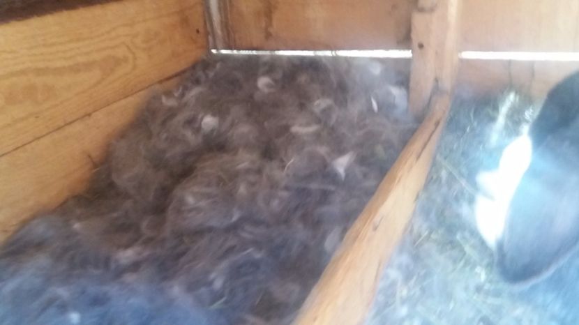  - Fatari Berbec German 2017