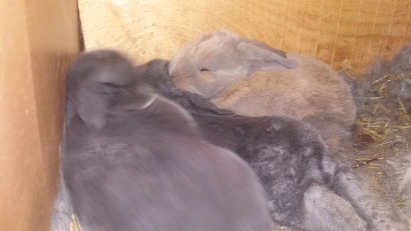  - Fatari Berbec German 2017