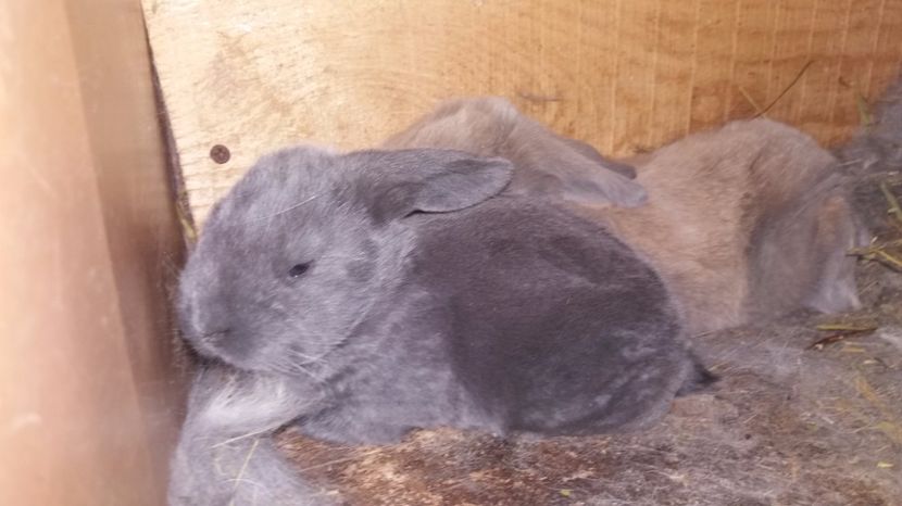  - Fatari Berbec German 2017