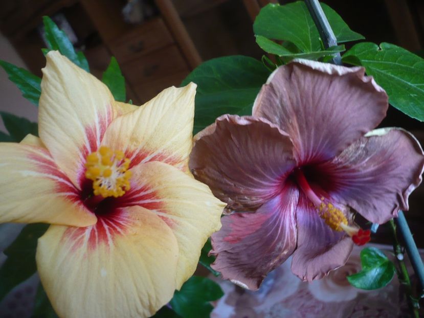 P1310713 - HIBISCUSI 2017-1