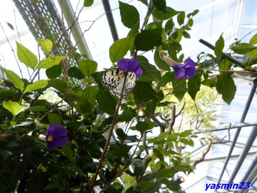 SAM_5354  21.04.2017 - Fluturi