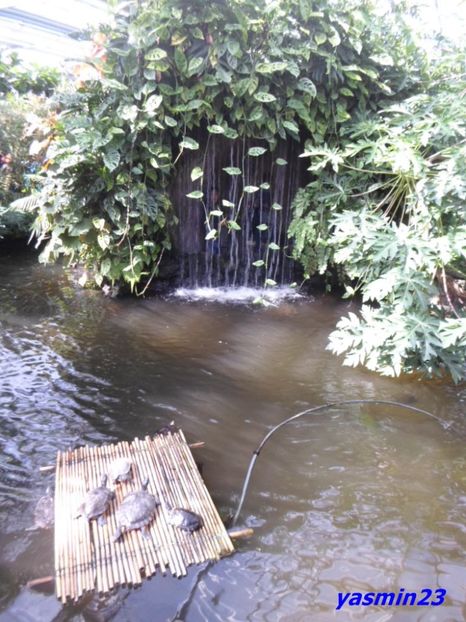 SAM_5369  221.04.2017 - Fluturi