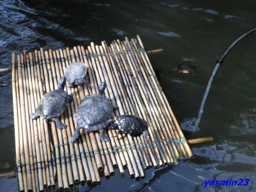 SAM_5370  21.04.2017 - Fluturi